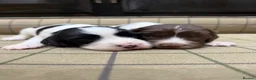 English Springer Spaniel dogs for sale: Stunning Springer Spaniels - Advert 4