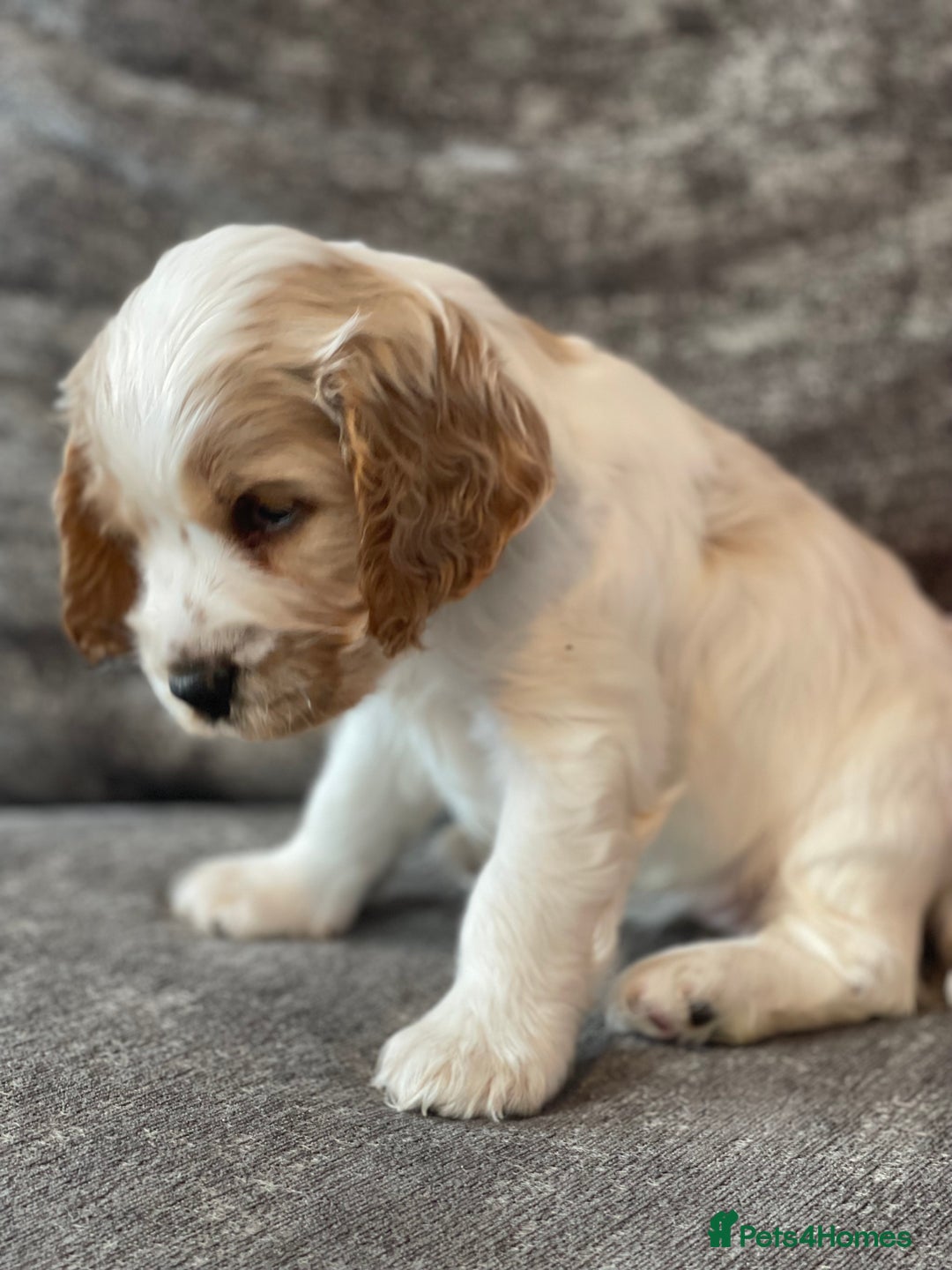 Cocker Spaniel dogs for sale: Top class cocker spaniel puppies  - Image 6