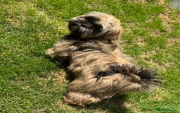 Shih Tzu dogs for sale: Make shih tzu (half imperial) - Image 3