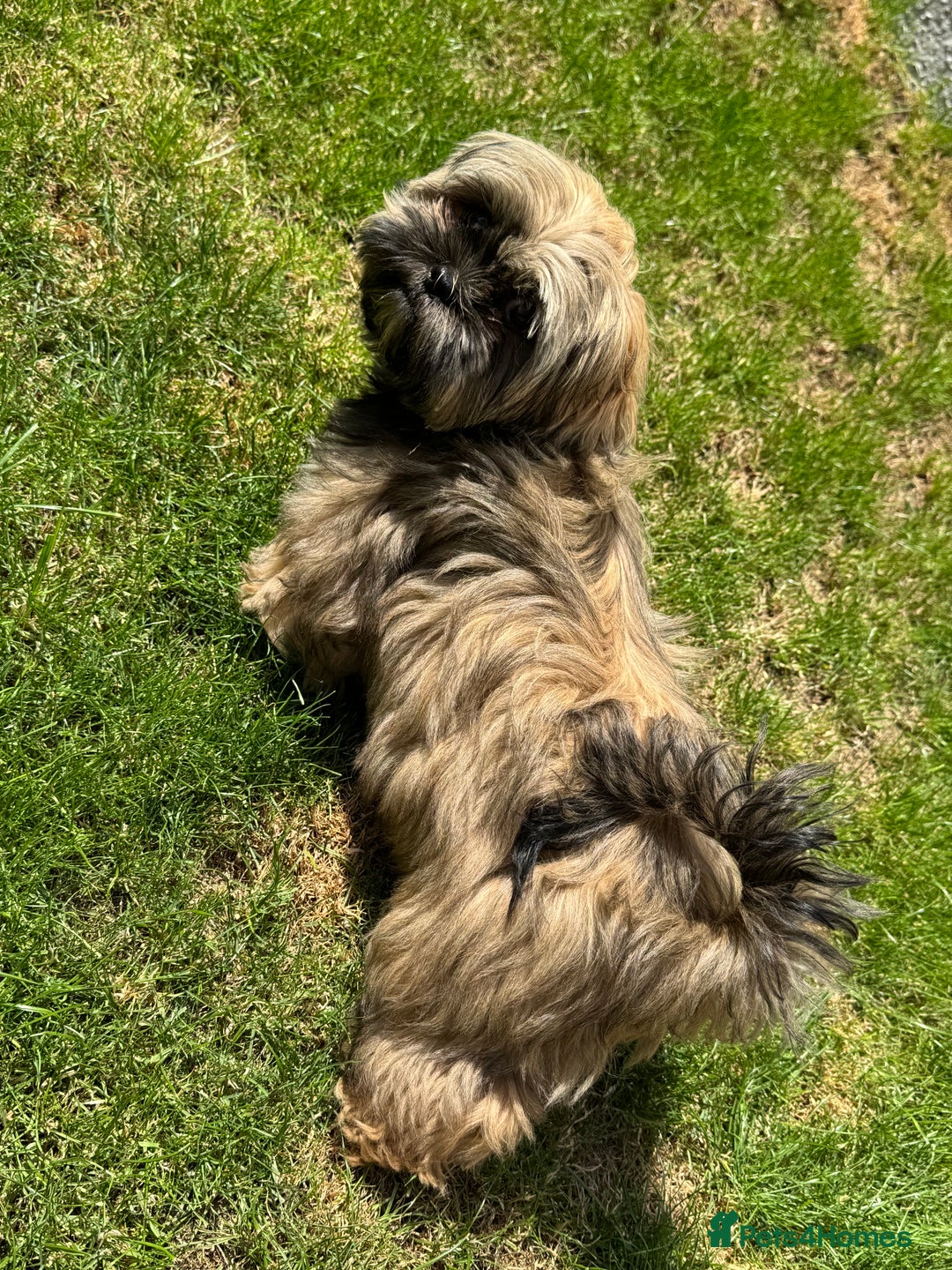 Shih Tzu dogs for sale: Make shih tzu (half imperial) - Image 3