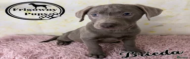 Brieda 