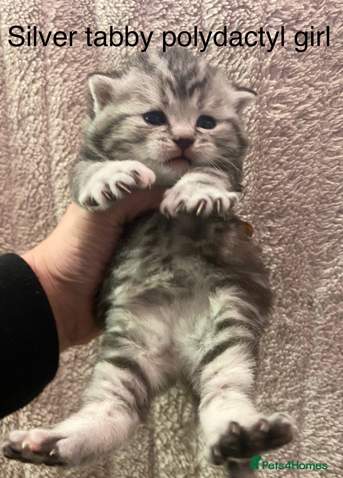 British Shorthair cats RARE polydactyl black boy or blue or silver  girl  - Advert 14
