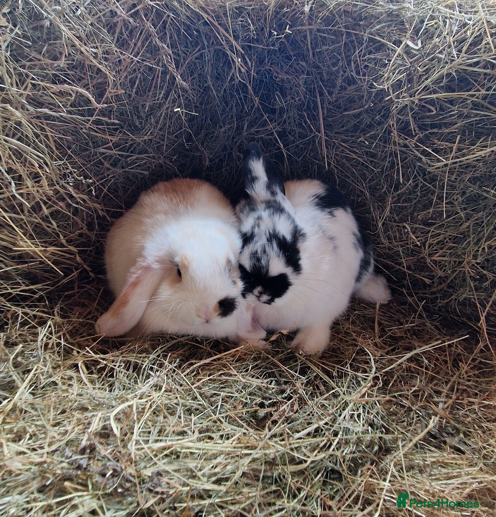 Mini Lop rabbits Mini lop baby rabbits - Advert 1