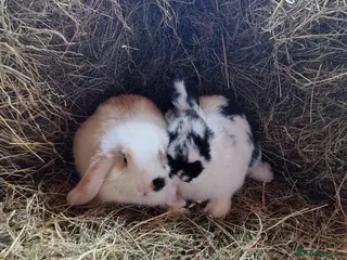 Mini Lop rabbits Mini lop baby rabbits - Advert 6