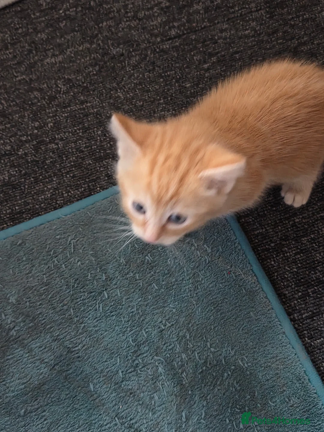 Mixed Breed cats for sale: 4 beautiful kittens mixed breed. in Ashbourne - Advert 7