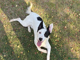 Mixed Breed dogs Beanz - Advert 5