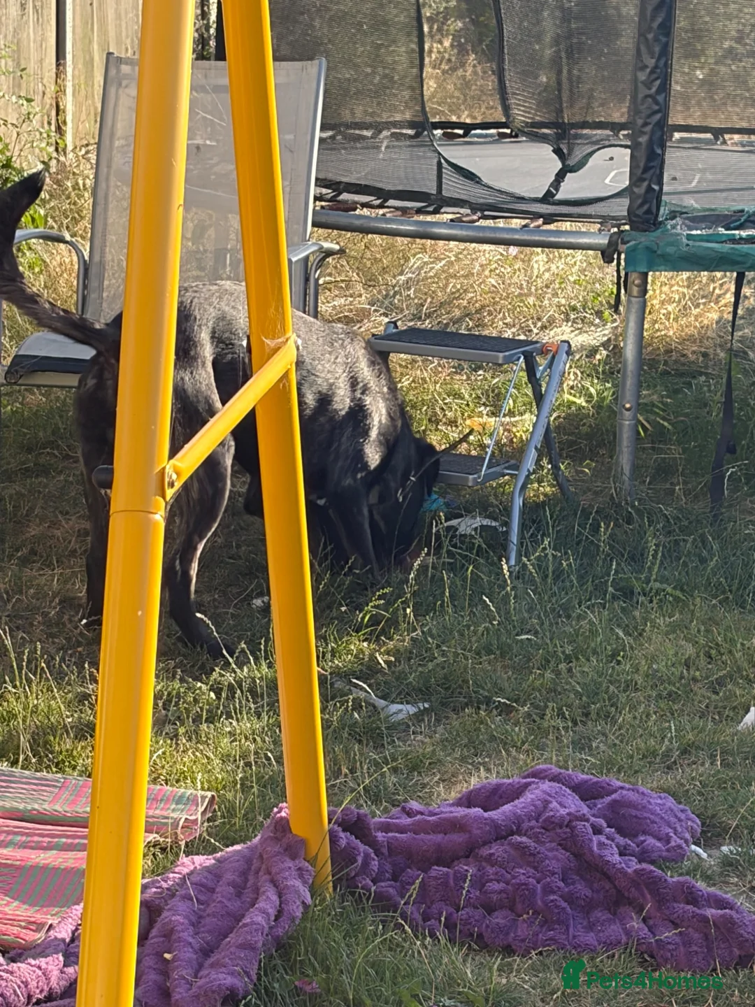 Mixed Breed dogs for sale: Dog for sale  in Whitstable - Advert 3
