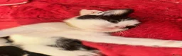 Mixed Breed cats for sale: Fluffy, Happy, Healthy Kittens! in Bungay - Advert 6