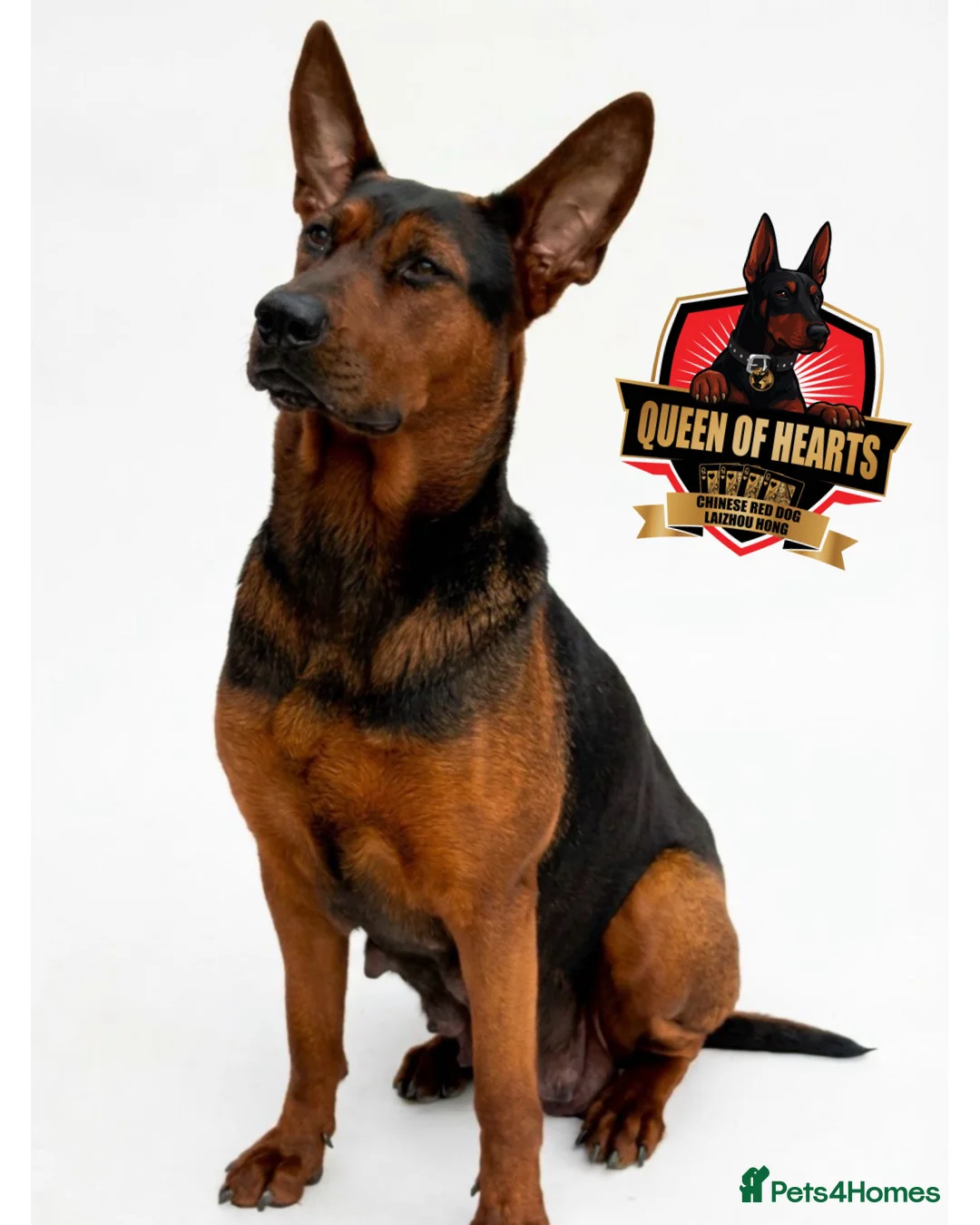 Chinese Red Dog dogs for sale: Stunning (Laizhou hong) Chinese red dog puppies  - Advert 1