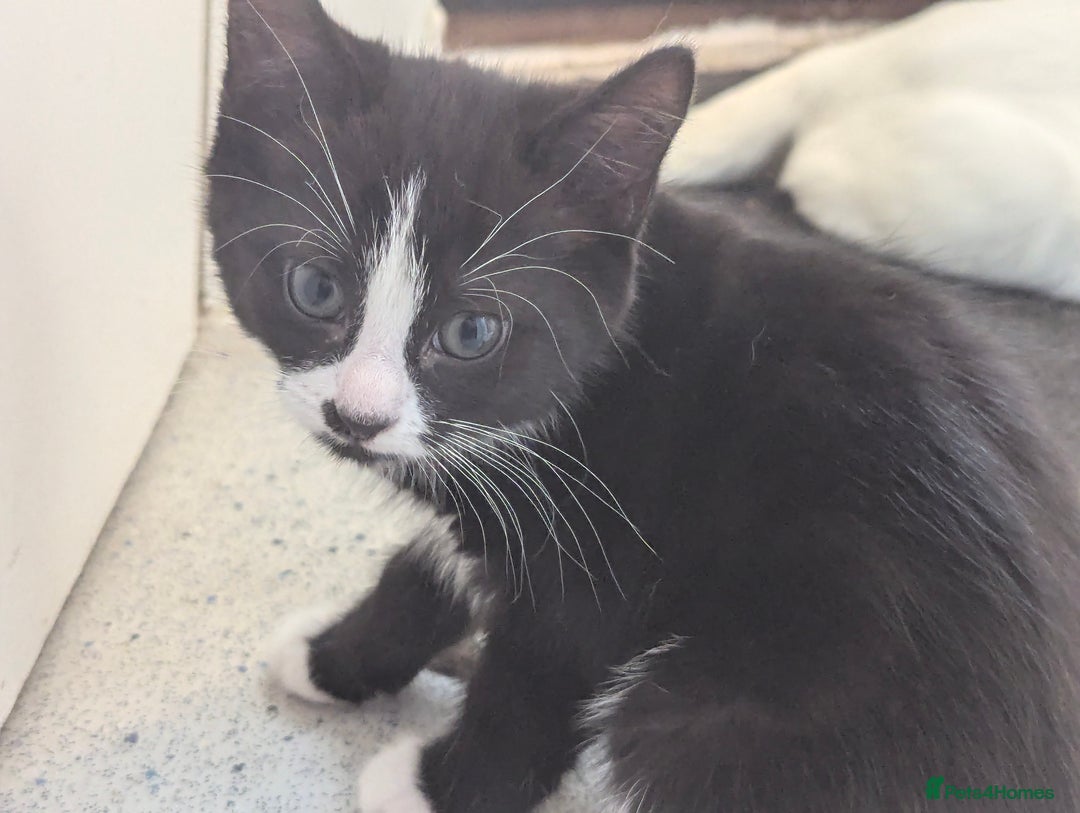 Domestic Shorthair cats for sale: Our last Girl, Playfull & loving, Well handled* - Image 8