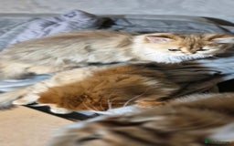 Scottish Fold cats for sale: I girl left! TICA reg. Scottish Fold ready to go - Image 17