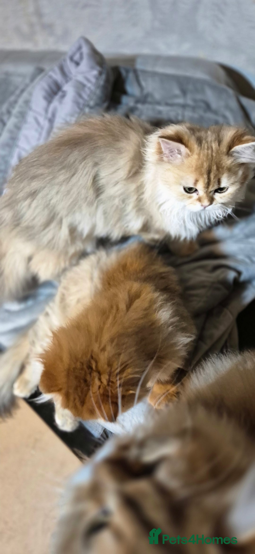 Scottish Fold cats for sale: I girl left! TICA reg. Scottish Fold ready to go - Image 17