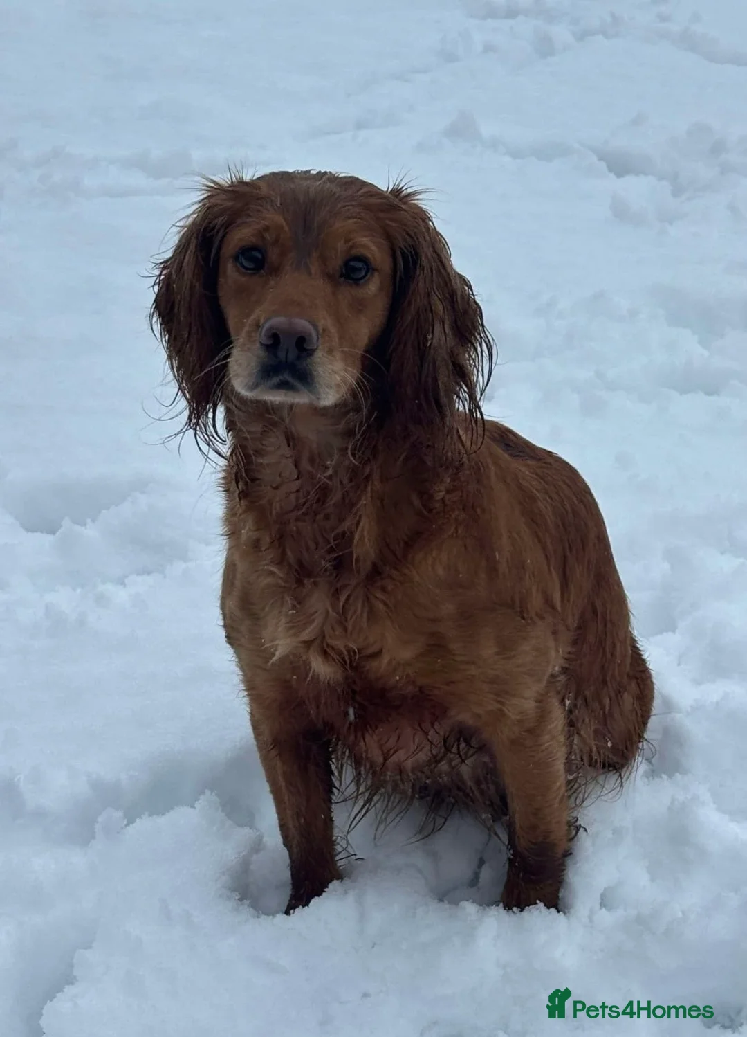 Cockapoo dogs for sale: Stunning Abstract F1 Cockapoos - Advert 2