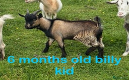 Goats livestock for sale: Nanny and billy Goats for sale - Image 8