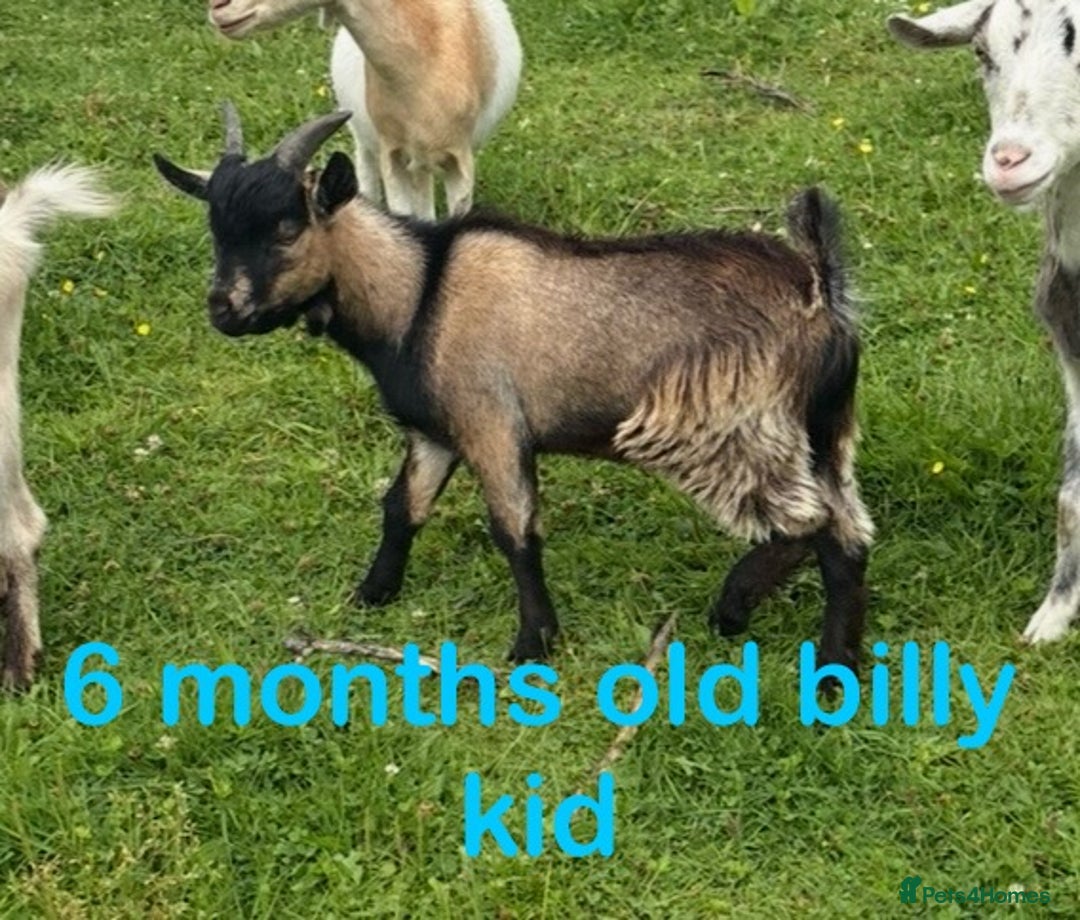 Goats livestock for sale: Nanny and billy Goats for sale - Image 8