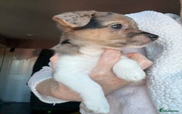 Jack Russell dogs for sale: Jack russel pup for sale  - Image 2