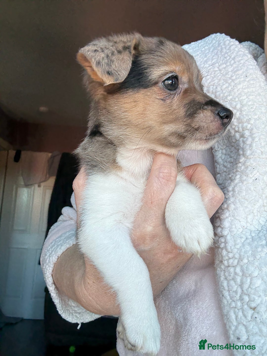 Jack Russell dogs for sale: Jack russel pup for sale  - Image 2