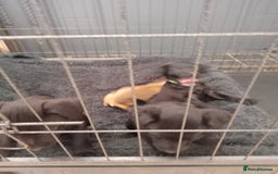Patterdale Terrier dogs for sale: Patterdale pups for sale ready now - Image 7