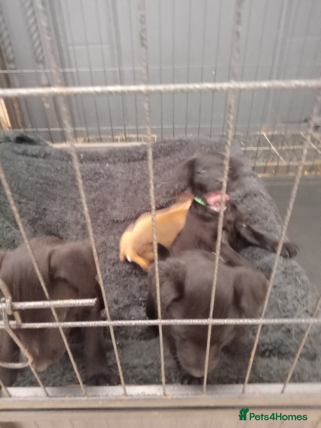 Patterdale Terrier dogs for sale: Patterdale pups for sale ready now - Image 7