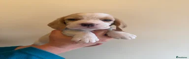 Beagle 8
