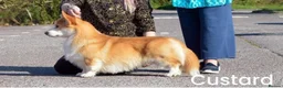 Welsh Corgi Pembroke dogs for sale: Champion Sired Corgi Pembroke puppies available  - Advert 24