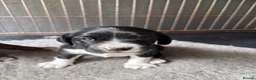 Springador dogs for sale: 2 adorable springadors  in Wrexham - Advert 6