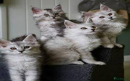Maine Coon cats for sale: Beautiful Rare Shaded Lines - Image 1