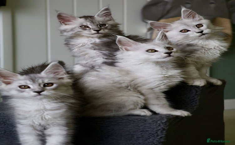 Maine Coon cats - Advert 3