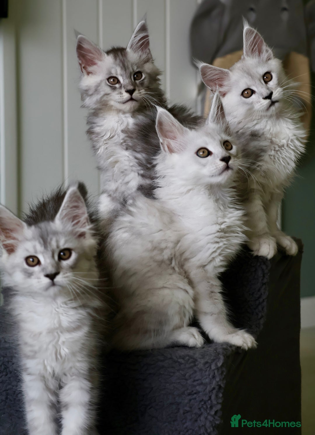 Maine Coon cats for sale: Beautiful Rare Shaded Lines - Image 1