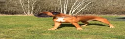 Boxer dogs for stud:  Pedigree Bobtail Boxer – proven stud dog  - Advert 3