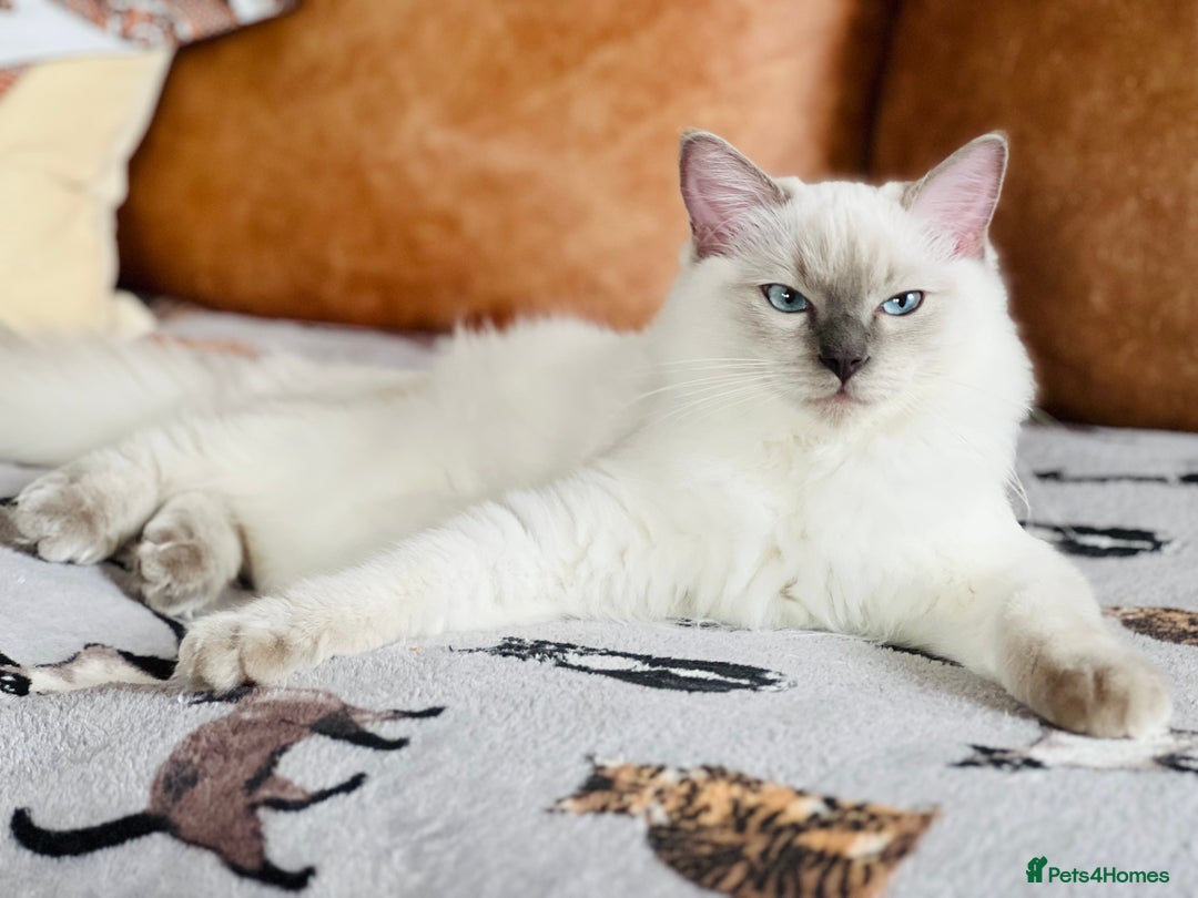 Ragdoll cats for sale: ADORABLE RAGDOLL KITTEN CHAMPIONLINE - Image 11