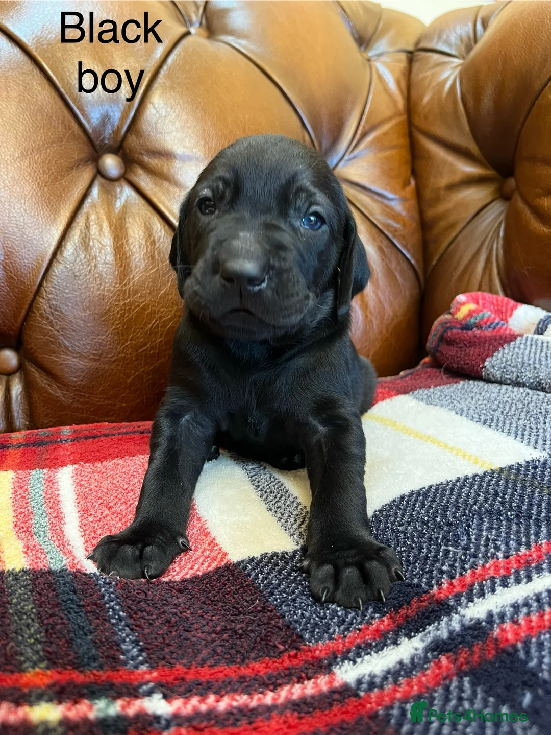 Mixed Breed dogs for sale: 1/9 F2 Weimador / Labmaraner  - Advert 10