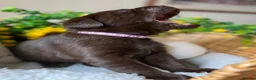 Labrador Retriever dogs for sale: STUNNING Chocolate Labrador Puppies  - Advert 9