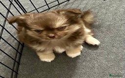 Chihuahua dogs for sale: Stunning KC registered long coat chihuahuas boys - Image 6