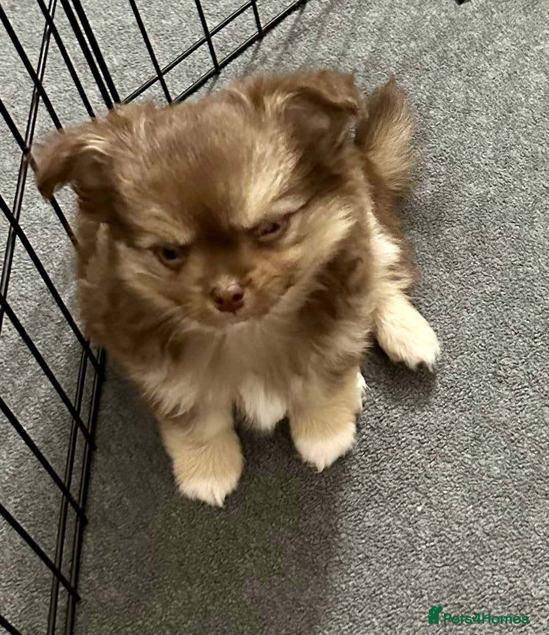 Chihuahua dogs for sale: Stunning KC registered long coat chihuahuas boys - Image 6