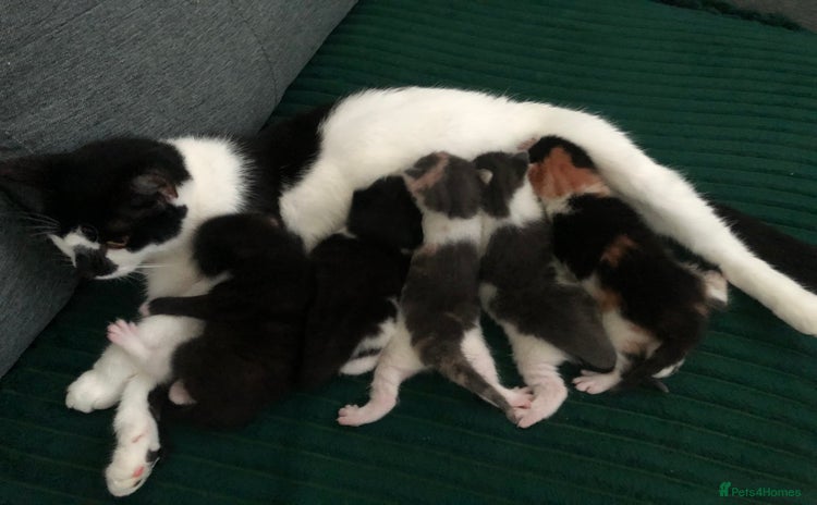 Mixed Breed cats - Advert 3