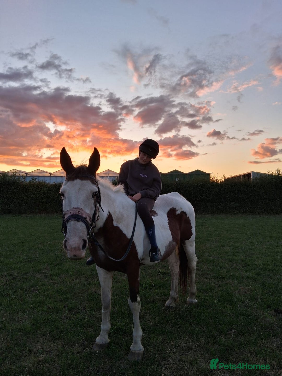 Spanish Sporthorse horses for sale: Super safe mare - Image 4