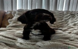 Sprocker dogs for sale: Health Tested- Chocolate Sprocker Puppies 🐻  in Bishop Auckland - Image 5