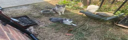 Mixed Breed cats for sale: Lyndidya - Advert 3