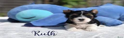 Yorkshire Terrier dogs for sale: Beautiful Litter of Six Biewer Terriers! - Advert 23
