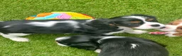 Cavalier King Charles Spaniel dogs for sale: Kc Reg, fully health tested CKCS licensed breeder - Advert 16
