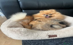 Pomeranian dogs for sale: Very Small Golden🧸Teddy Face Girl - Image 11