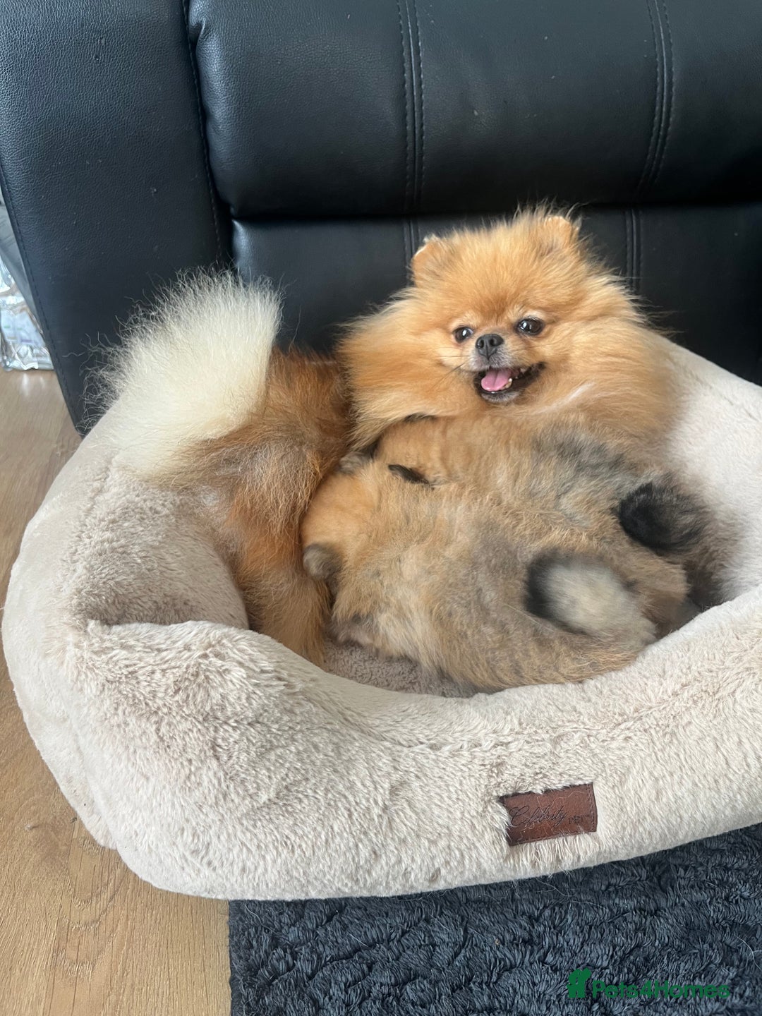 Pomeranian dogs for sale: Very Small Golden🧸Teddy Face Girl - Image 11