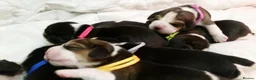 Beagle dogs for sale: 6TH Generation Beagles. - Advert 4