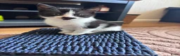 British Shorthair cats for sale: B shorthair kittens  in Beccles - Advert 6