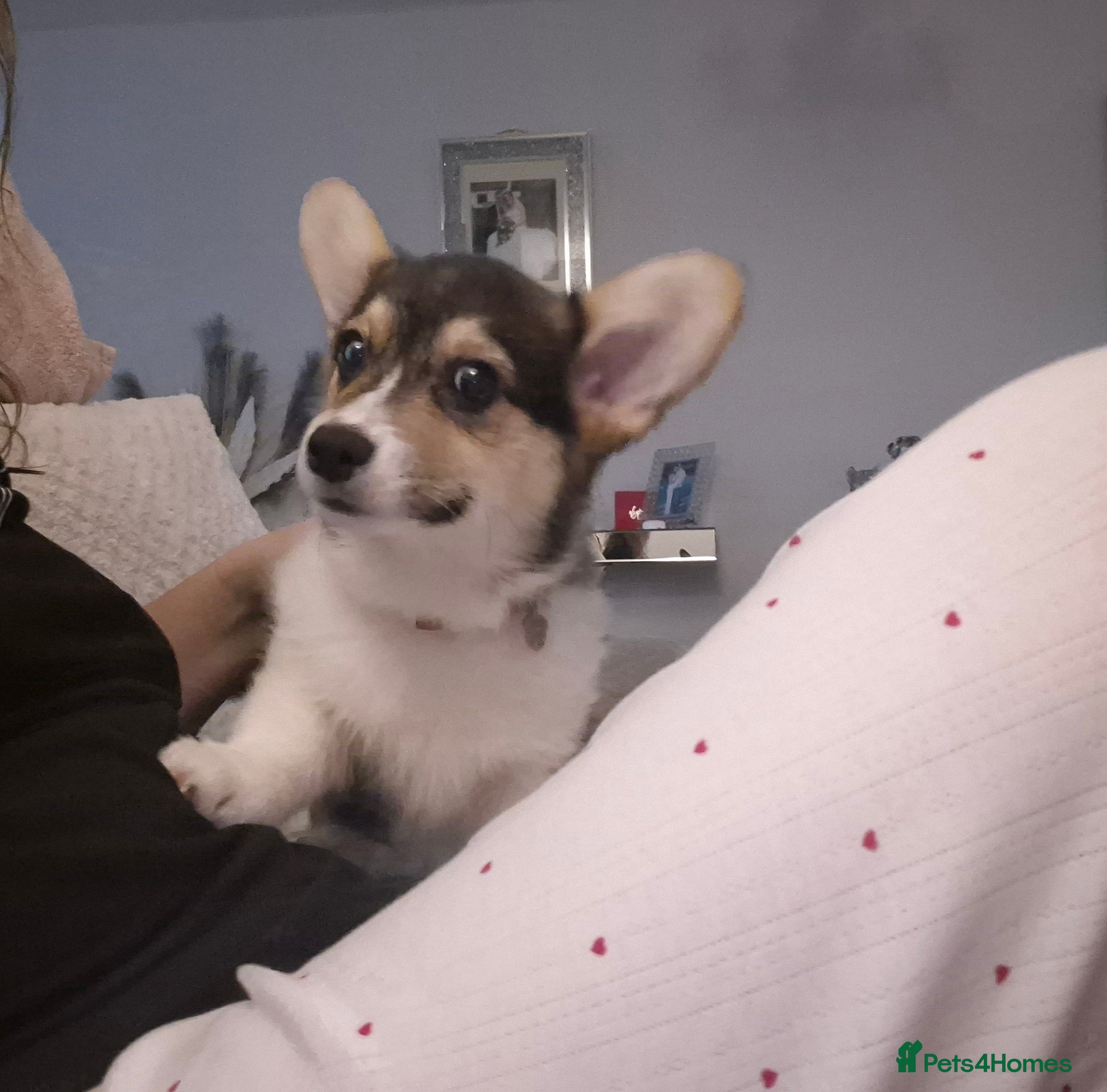 Welsh Corgi Pembroke dogs Kc reg champion lined - Advert 6