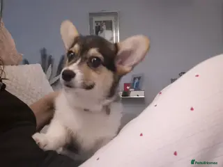 Welsh Corgi Pembroke dogs Kc reg champion lined - Advert 6