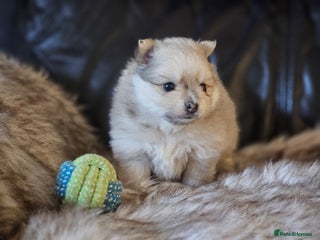 Pomeranian dogs 2 beautifull pomeranian puppies - Advert 1