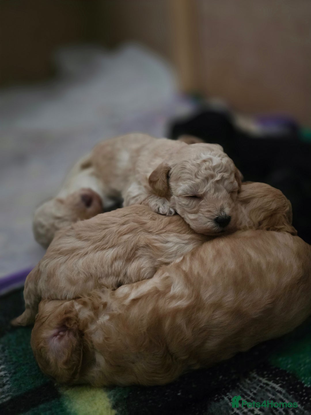 Toy Poodle dogs for sale: BEAUTIFUL TOY POODLES - Image 3