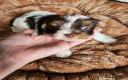 Yorkshire Terrier dogs for sale: DNA tested parents possible Dilution Yorkies - Image 31